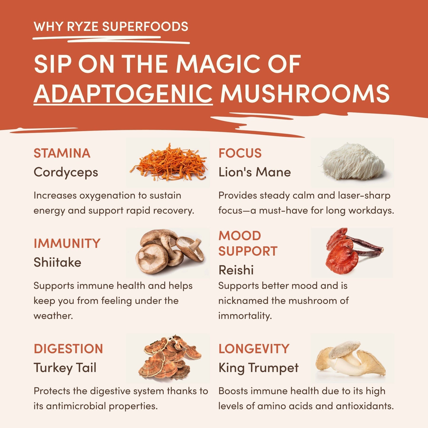 Superfood Creamer OE1E