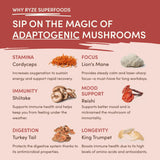Mushroom Chai HVUG