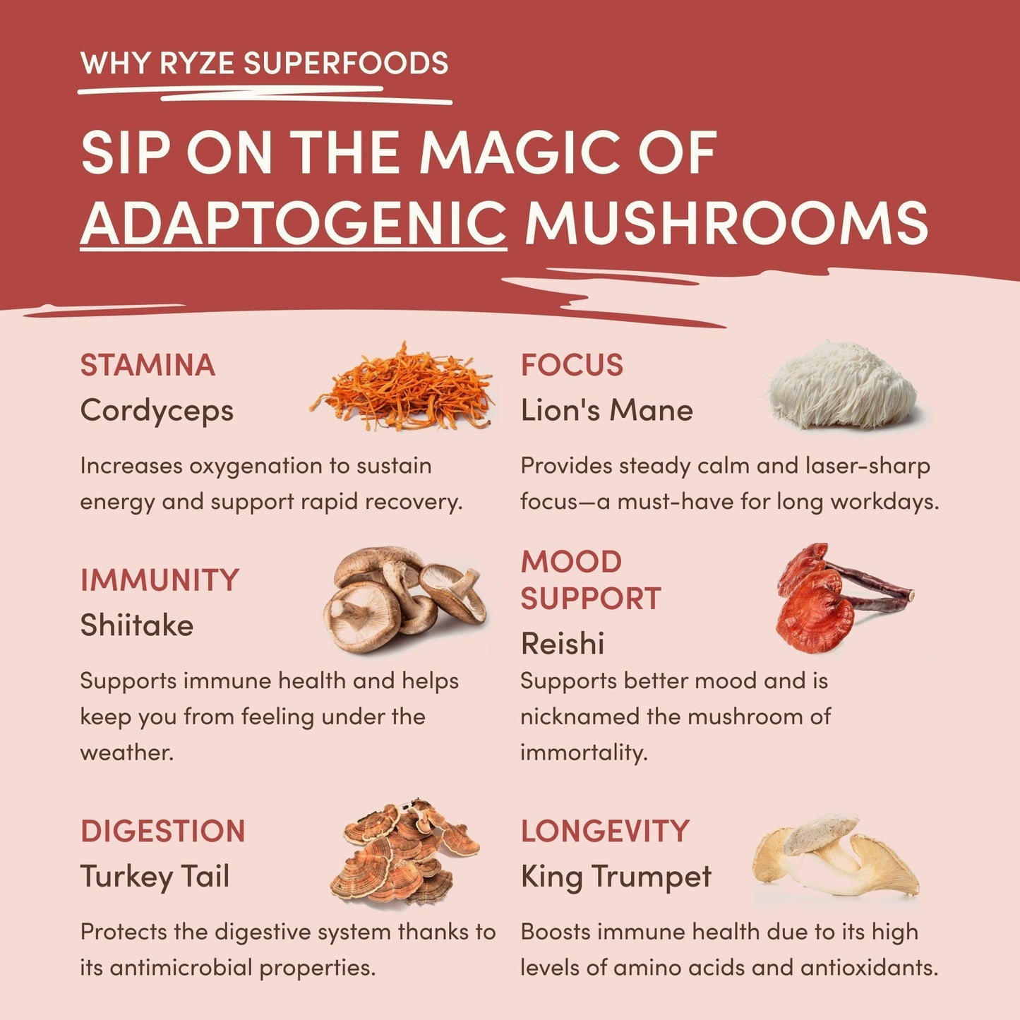 Mushroom Chai HVUG